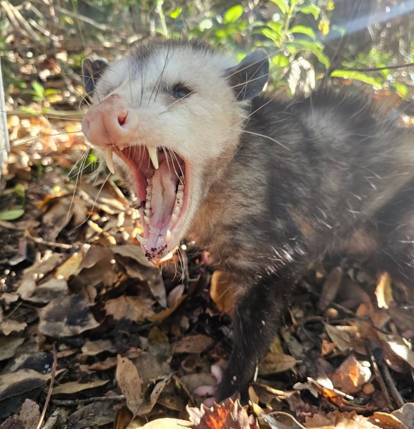 Opossum removal service in Brevard County