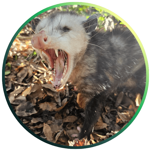 Opossum - wildlife removal service