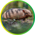 Armadillo - wildlife removal service