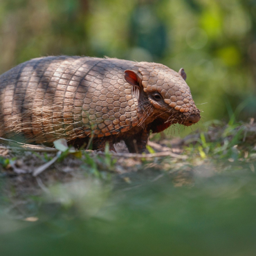 Armadillo removal service in Brevard County