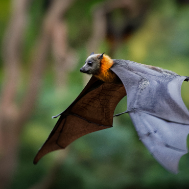 Bat removal service in Brevard County