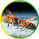 Bees - bee removal and relocation service