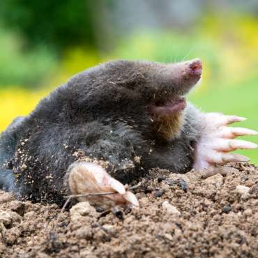Mole removal service in Brevard County