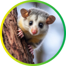 Opossum - wildlife removal service