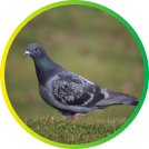 Birds - nuisance bird removal service