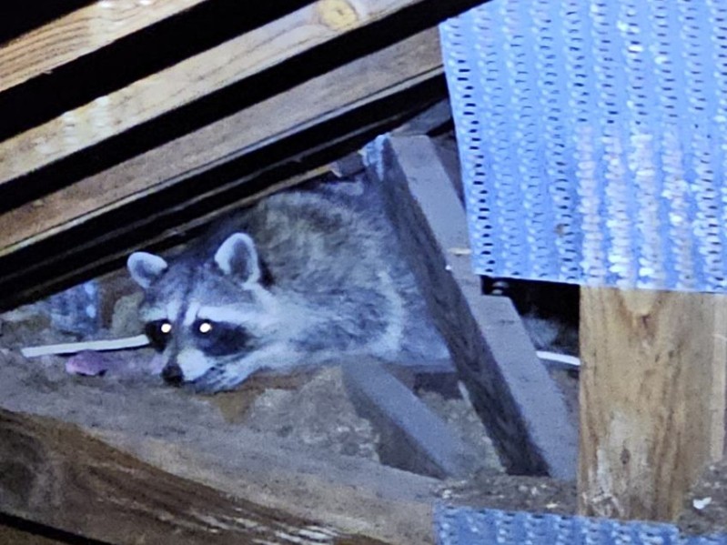 Raccoon in an attic during removal service in Brevard County