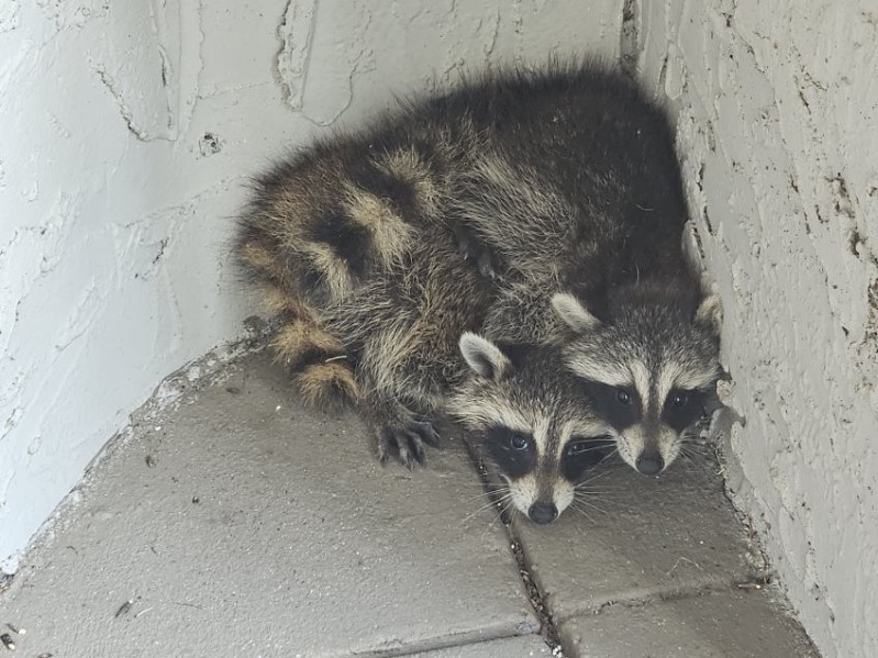 Raccoon on a residential property in Brevard County, Florida