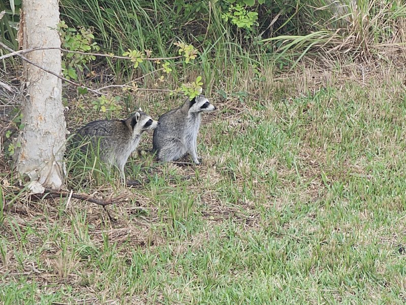 Humane raccoon control and wildlife removal