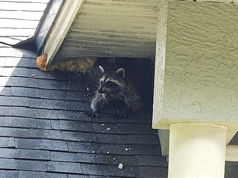 Raccoon near trash and outbuildings