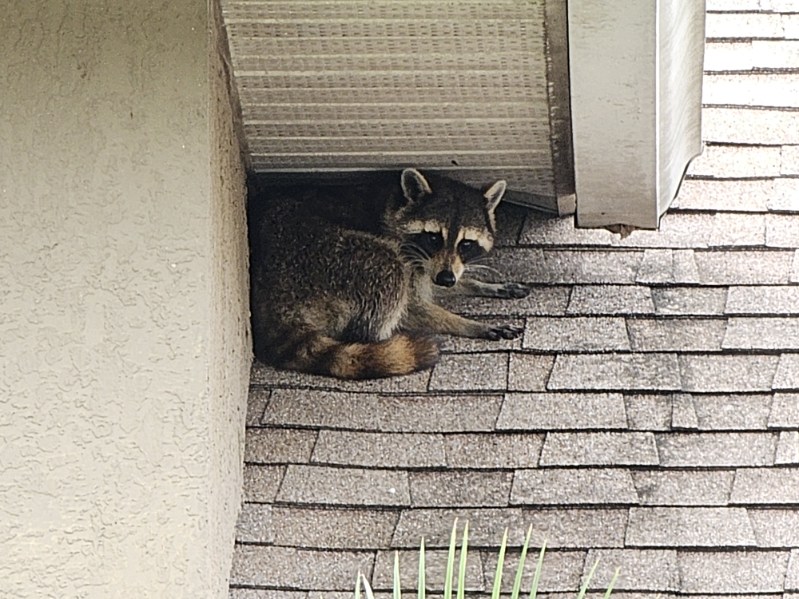 Raccoon damage and removal assessment