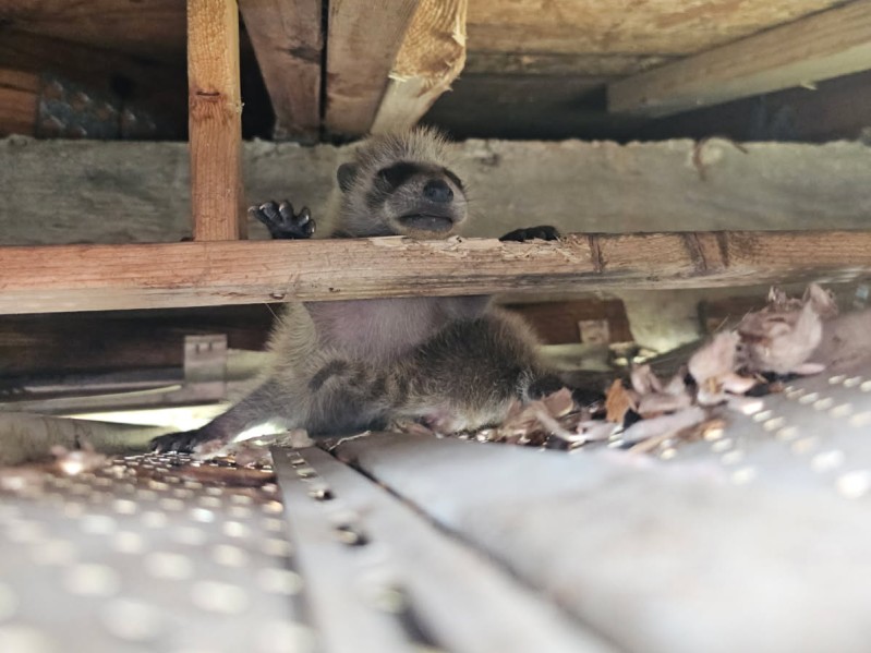 Professional raccoon removal by Vector Pest Control