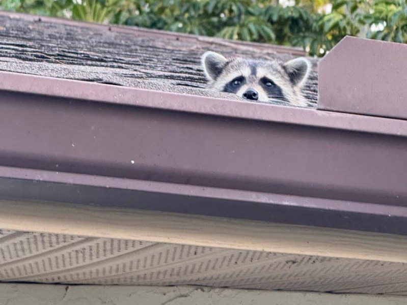Raccoon in a crawlspace or confined space