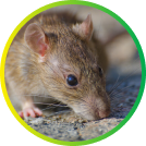 Rat - rodent removal service