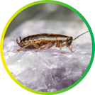 Bugs - pest control service