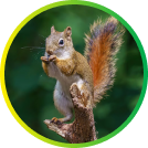 Squirrel - wildlife removal service