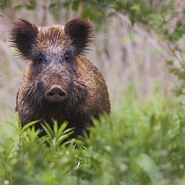 Wild hog removal service in Brevard County
